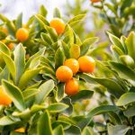 Kumquat: ¿cuándo y cómo Podar?