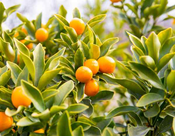 Kumquat: ¿cuándo y cómo Podar?