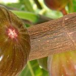 Blastófago del higuera: el minúsculo insecto indispensable para las higueras