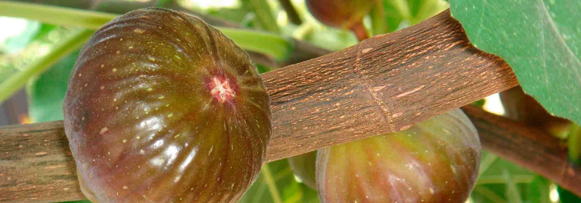 Blastófago del higuera: el minúsculo insecto indispensable para las higueras