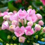 Enfermedades y parásitos comunes del Kalanchoe