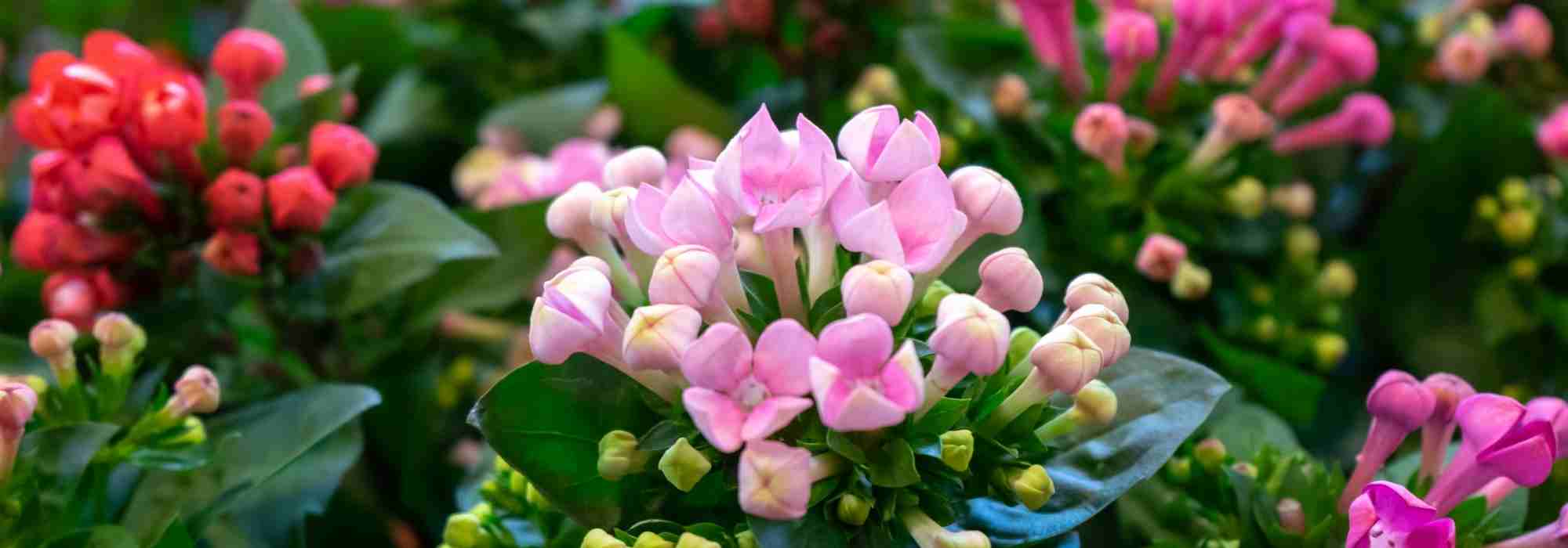 Enfermedades y parásitos comunes del Kalanchoe