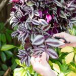 Multiplicar el Tradescantia o Misère: nuestros 2 métodos fáciles