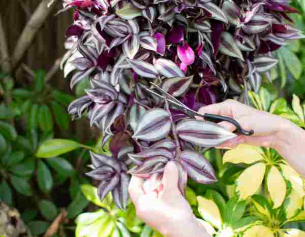 Multiplicar el Tradescantia o amor de hombre: nuestros 2 métodos fáciles