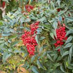 Cómo multiplicar la nandina o Bambú sagrado