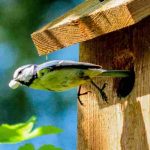 Casetas nido para pájaros: cómo elegirlas bien y instalarlas en el jardín