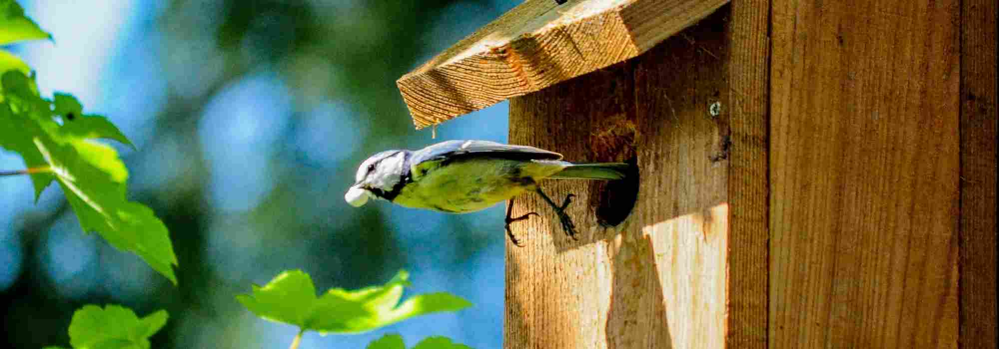 Casetas nido para pájaros: cómo elegirlas bien y instalarlas en el jardín