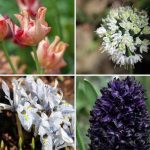 Bulbos 2026: 7 novedades primaverales para plantar desde ya