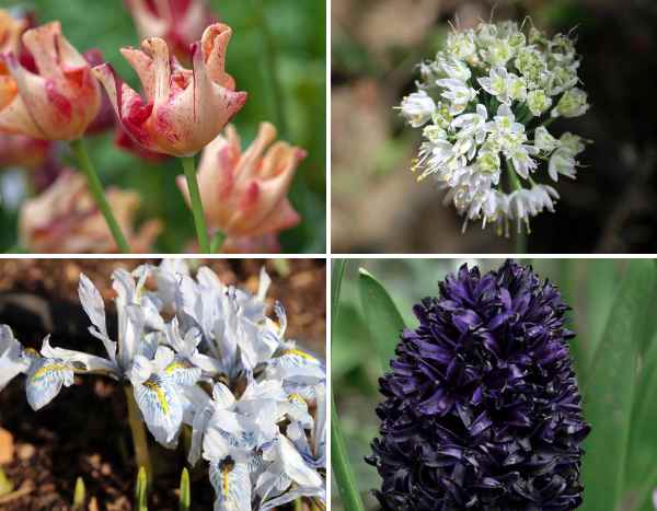 Bulbos 2026: 7 novedades primaverales para plantar desde ya