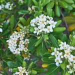 Pittosporum para maceta: ¡haga la mejor elección!