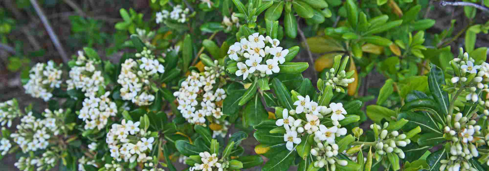 Pittosporum para maceta: ¡haga la mejor elección!