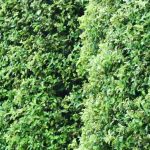 ¿Por qué elegir el Pittosporum para una seto? Ventajas, variedades adecuadas y consejos