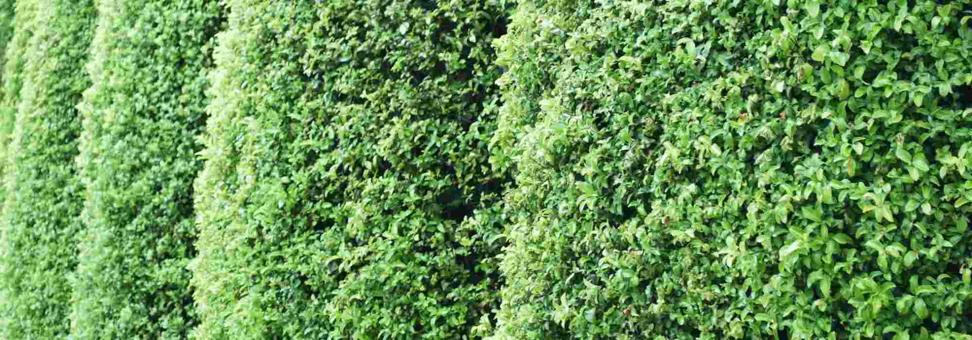 ¿Por qué elegir el Pittosporum para una seto? Ventajas, variedades adecuadas y consejos