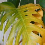 Salvar una planta en maceta por exceso de riego: nuestras soluciones eficaces