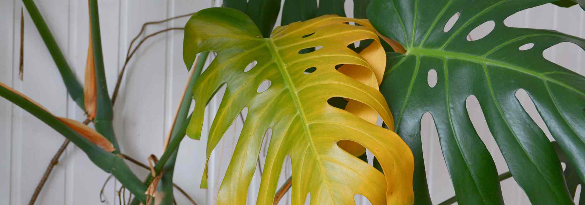 Salvar una planta en maceta por exceso de riego: nuestras soluciones eficaces