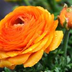 ¿Cómo plantar los bulbos de Ranunculus?