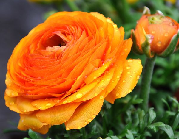 ¿Cómo plantar los bulbos de Ranunculus?