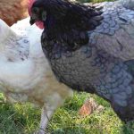 Gestionar bien la convivencia entre las gallinas y los animales domésticos: ¡todos nuestros consejos!
