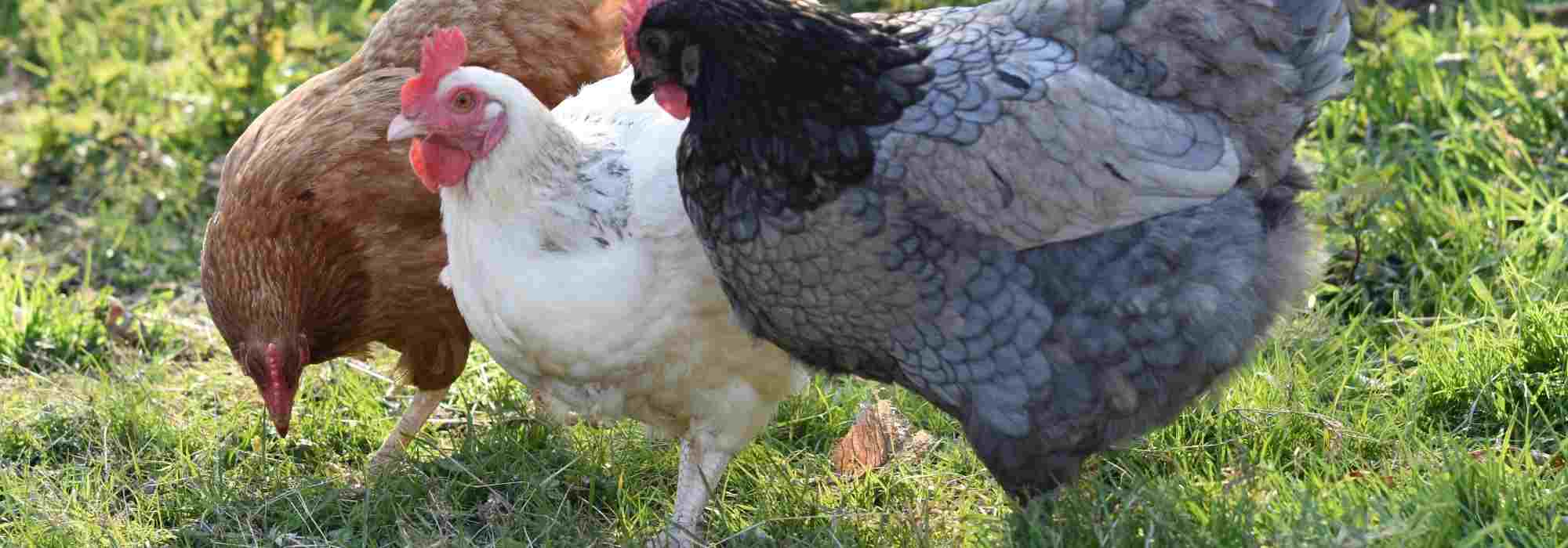 Gestionar bien la convivencia entre las gallinas y los animales domésticos: ¡todos nuestros consejos!