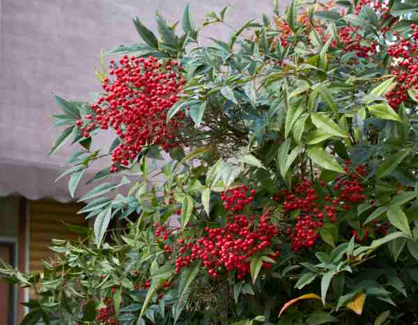 Podar la nandina, Bambú sagrado: ¿cuándo y cómo intervenir correctamente?