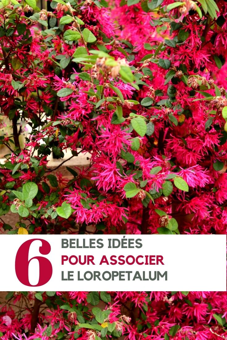 Loropetalum ideas de asociación en el jardín