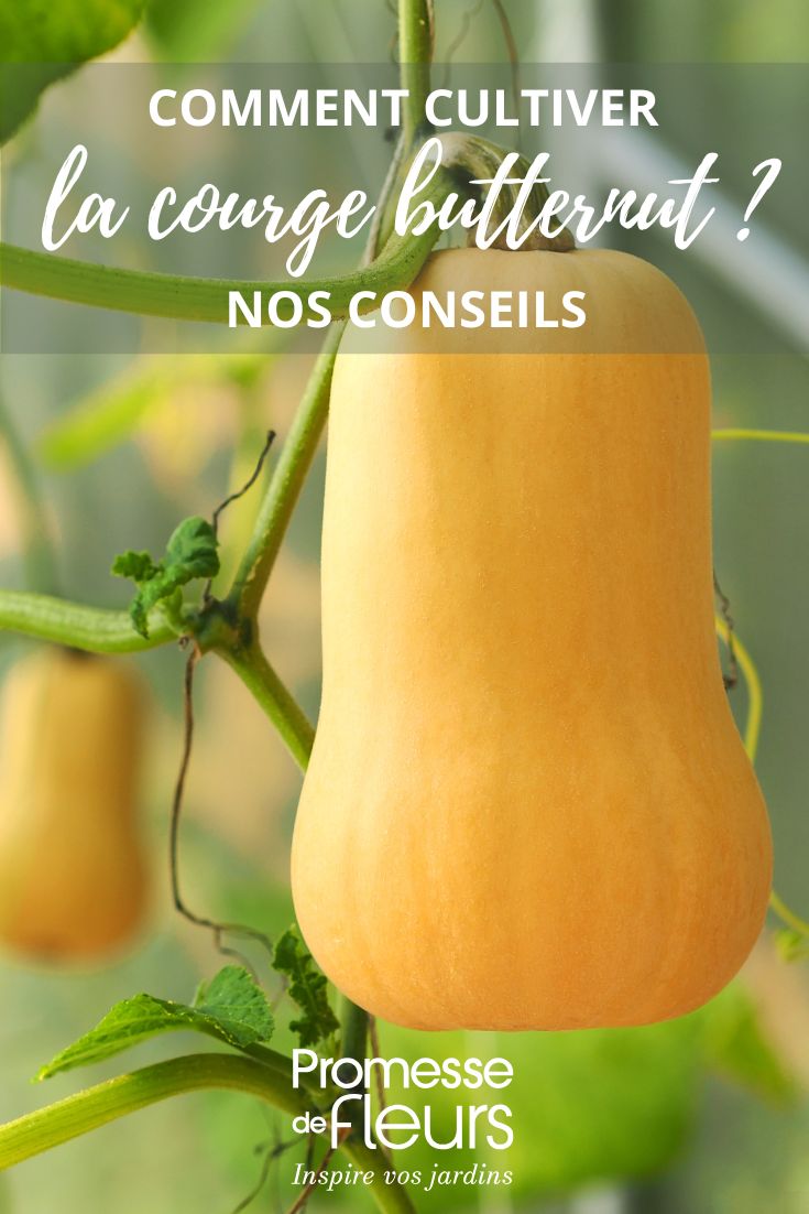 cultivo de calabacita amarilla