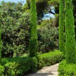 ¿Cómo integrar los cipreses en un jardín contemporáneo?