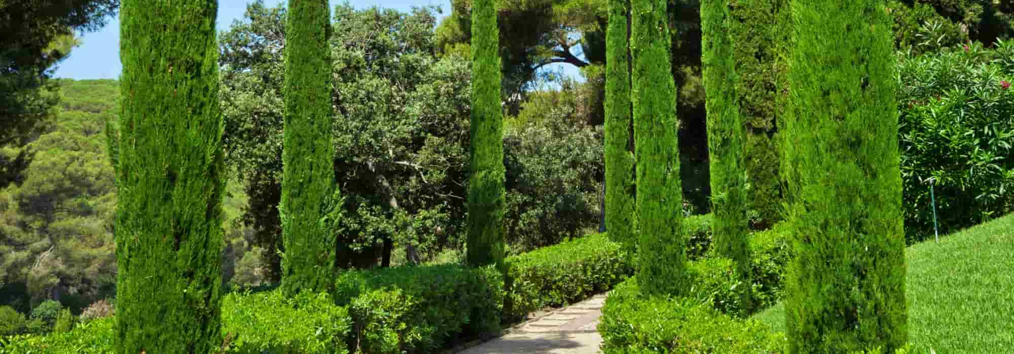 ¿Cómo integrar los cipreses en un jardín contemporáneo?