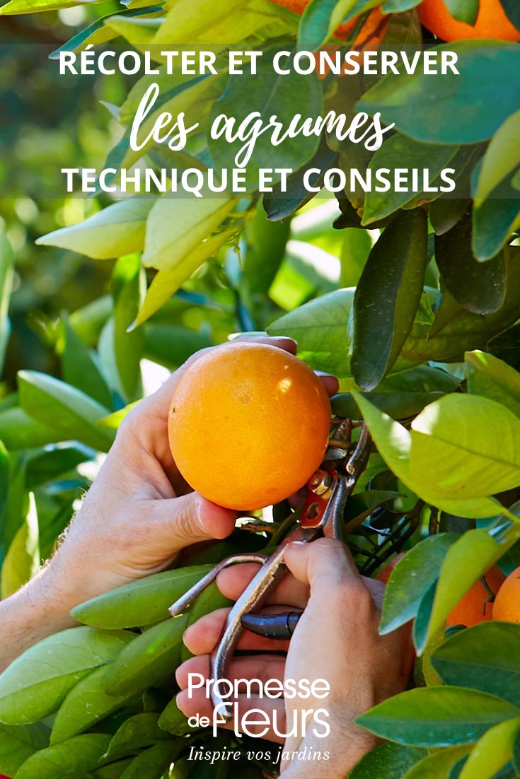 Cosecha de una naranja