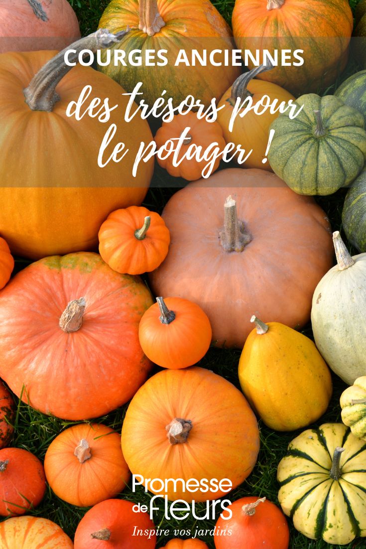 Descubre calabazas antiguas y poco conocidas