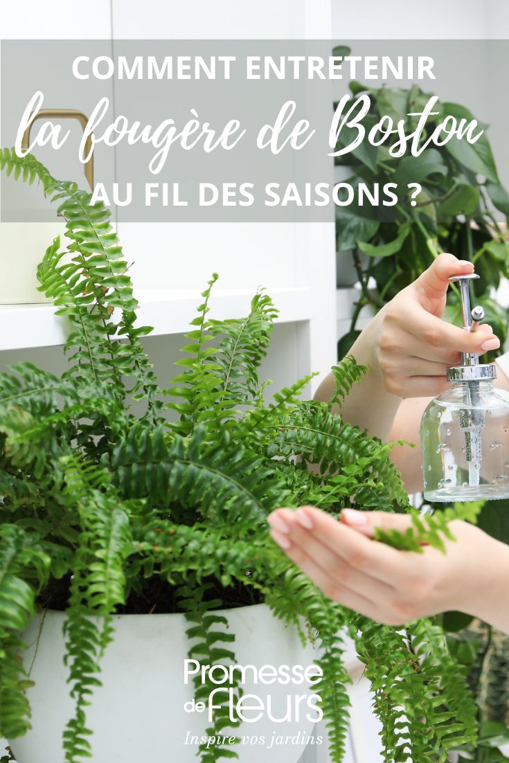 Cuidados de Nephrolepis