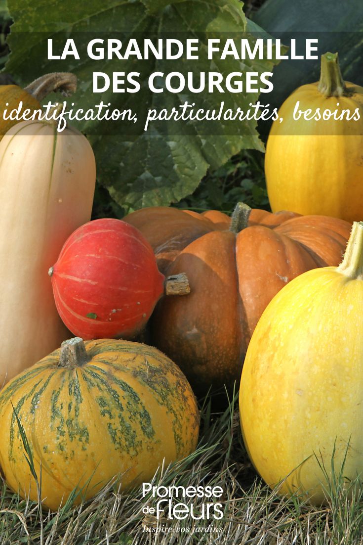calabazas diferentes