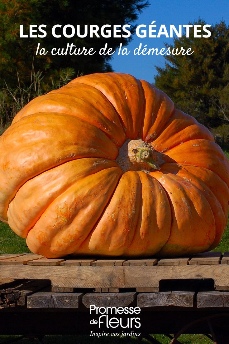 calabaza gigante