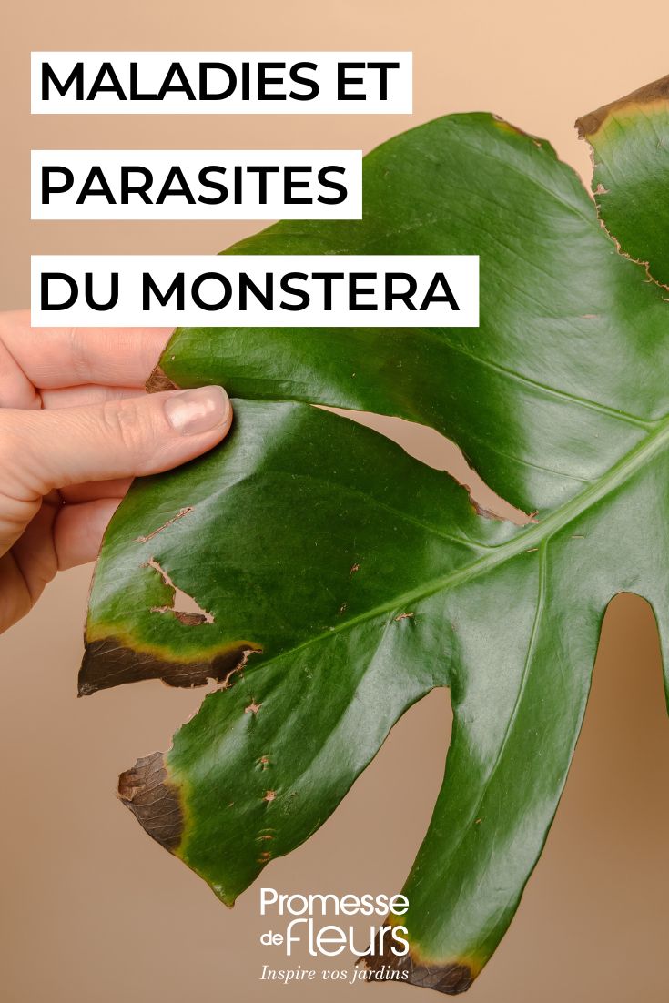 hoja de monstera enferma