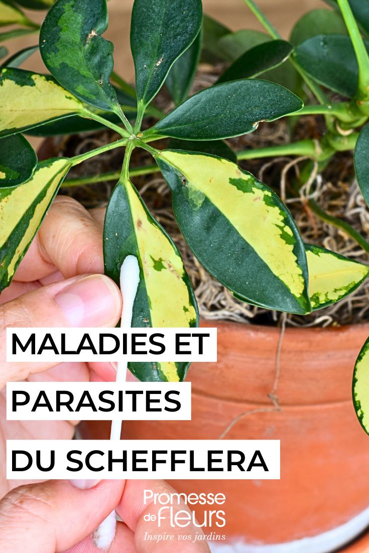 Enfermedades parasitarias de Schefflera