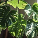 Monstera: cuidados a lo largo de las estaciones