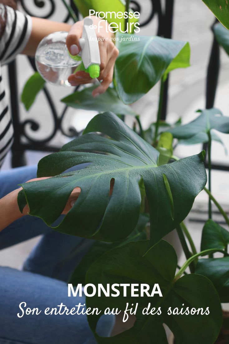 Cuidado de la monstera