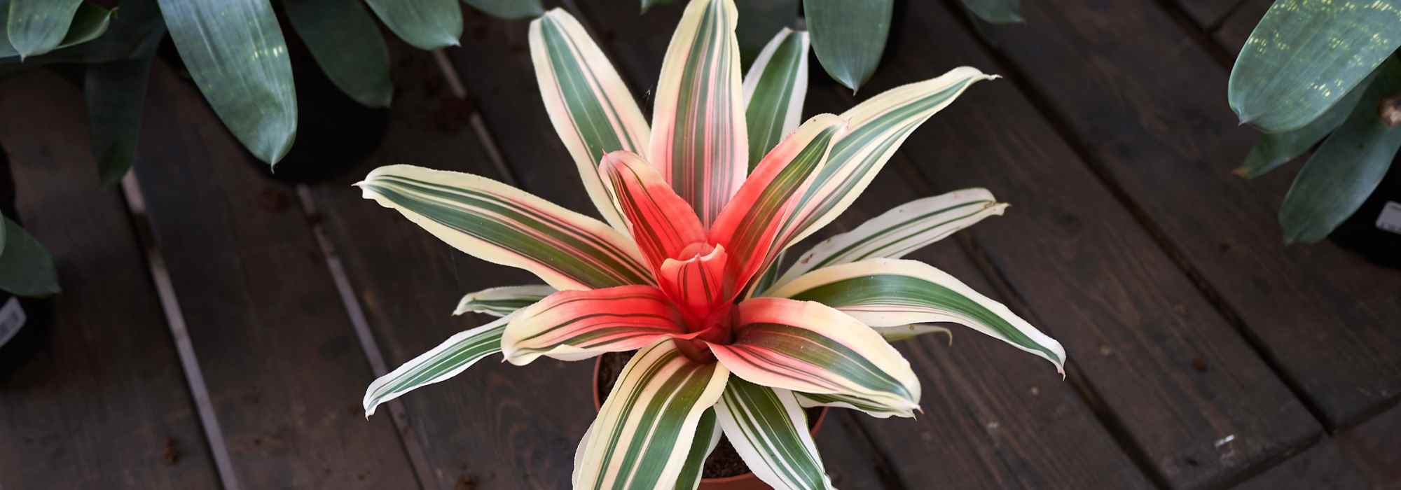 Neoregelia: el cuidado a lo largo de las estaciones
