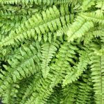¿Cómo multiplicar la helechera de Boston (Nephrolepis)?