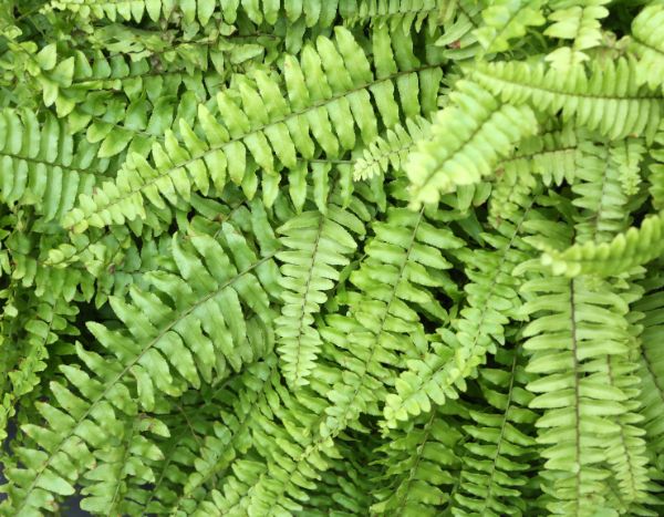 ¿Cómo multiplicar la helechera de Boston (Nephrolepis)?