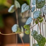 Plantas de interior colgantes: la decoración gana altura