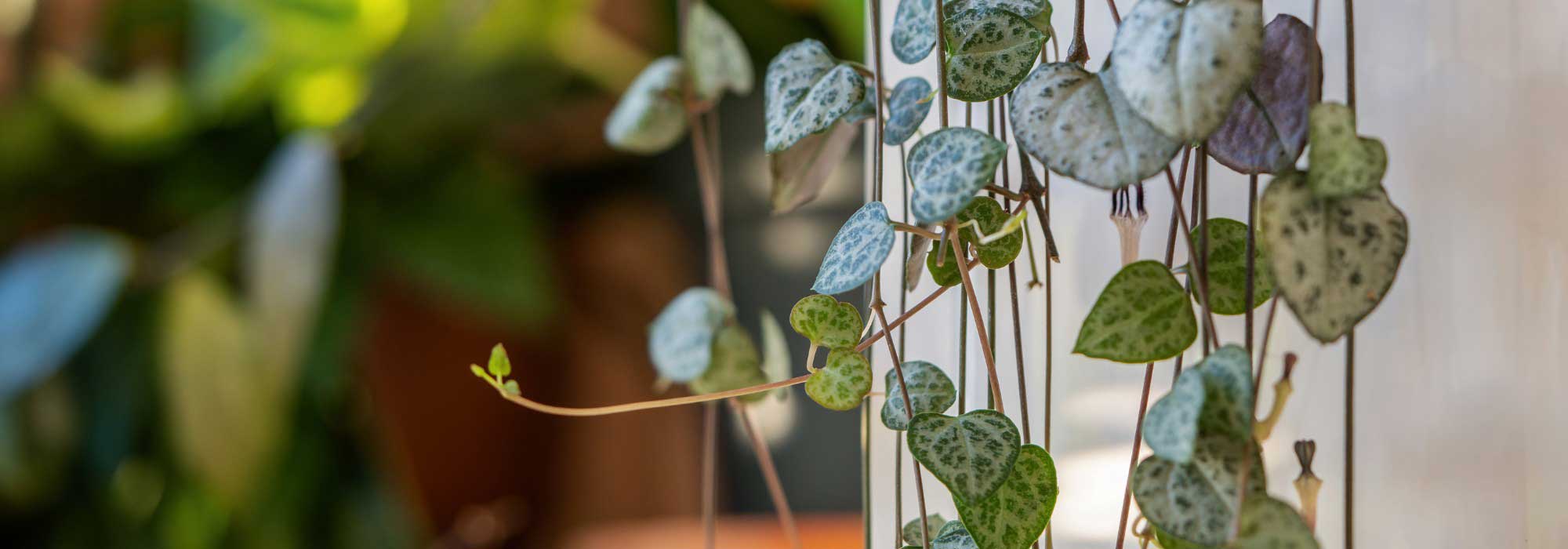 Plantas de interior colgantes: la decoración gana altura