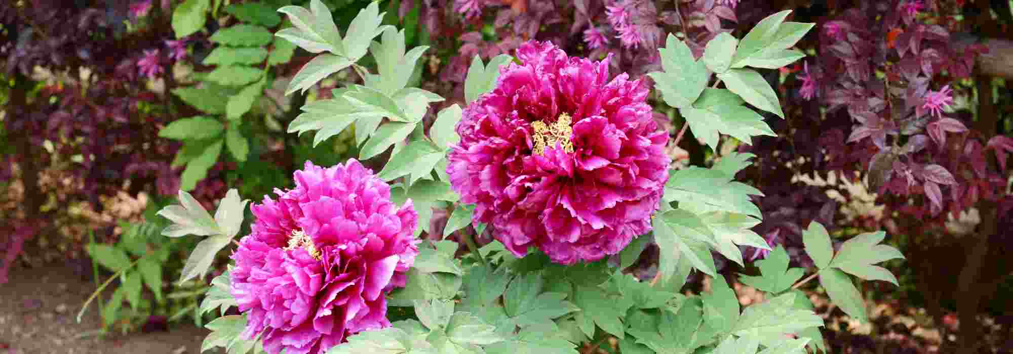 Asociar las Peonías arbustivas en un macizo