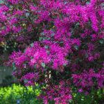 ¿Cómo asociar el Loropetalum?