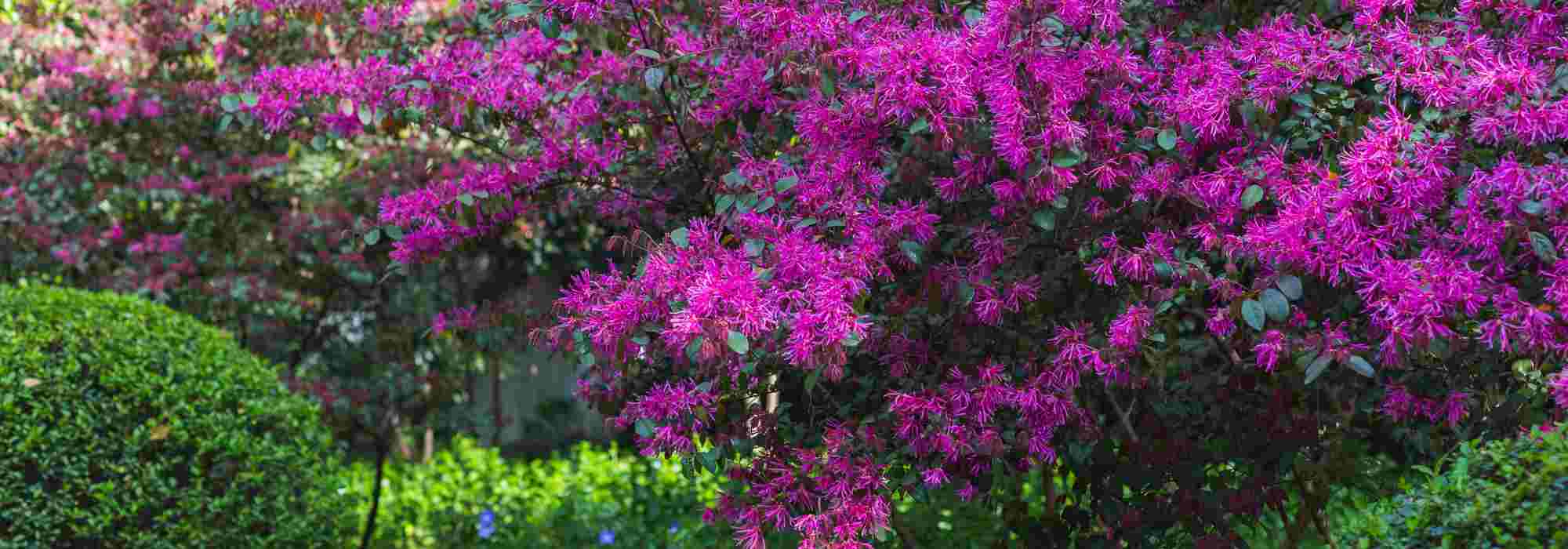 ¿Cómo asociar el Loropetalum?