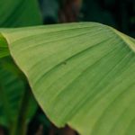 ¿Un bananero en un pequeño jardín? Nuestras ideas para integrarlo bien
