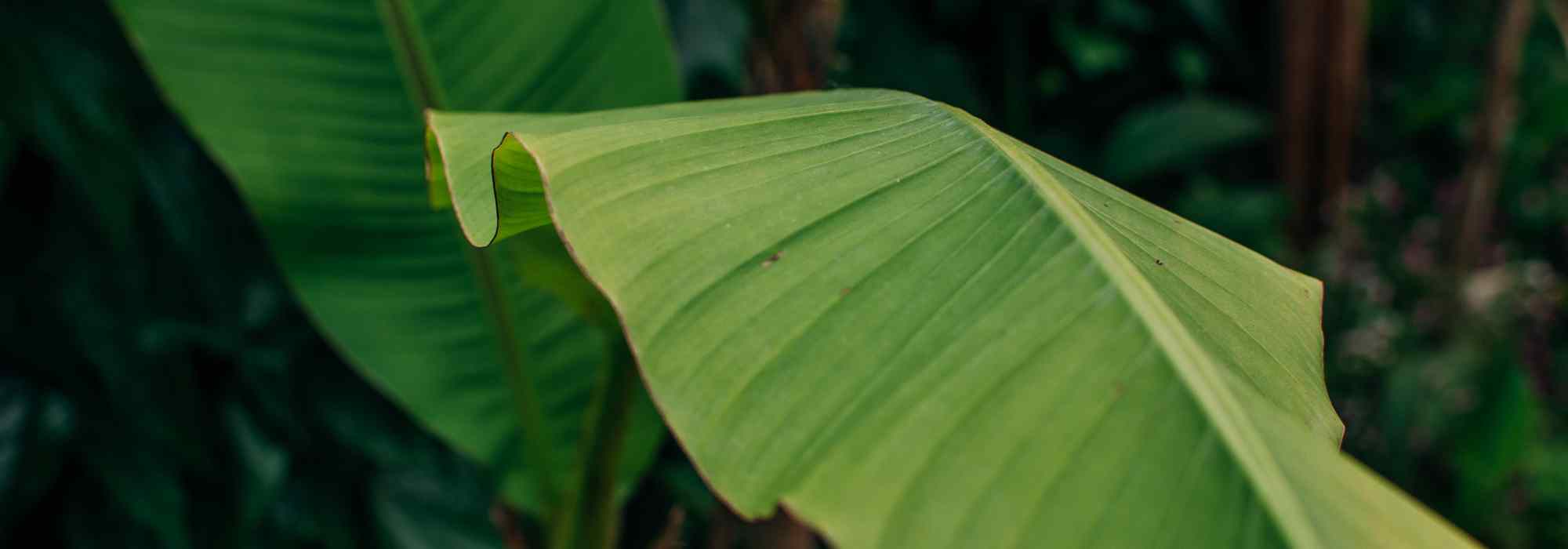 ¿Un bananero en un pequeño jardín? Nuestras ideas para integrarlo bien