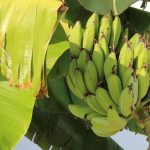¿Cómo conseguir un bananero que dé plátanos en Francia?
