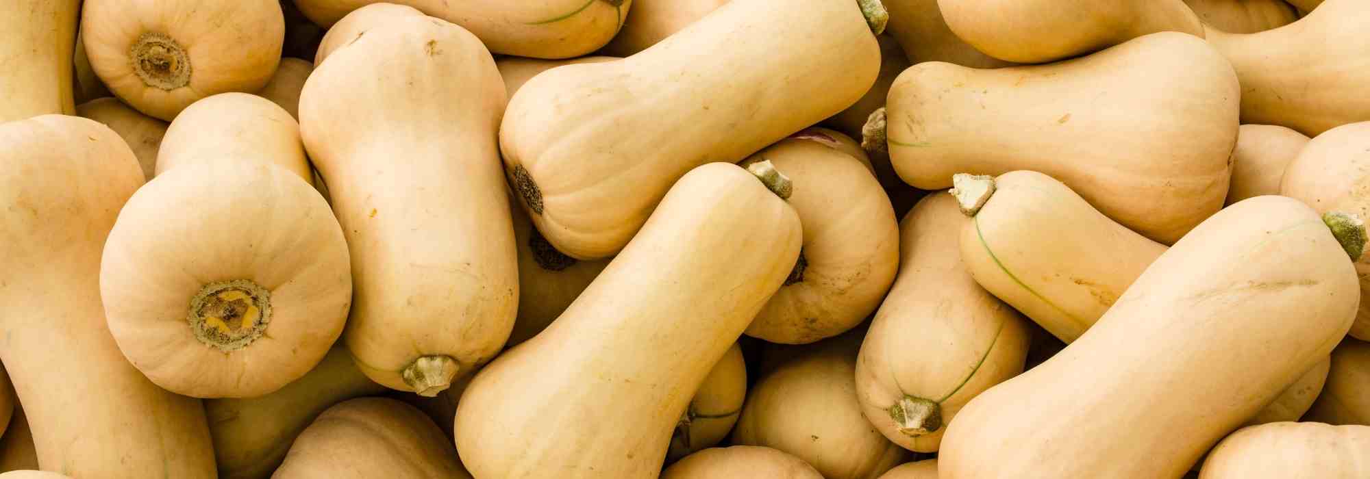 Cómo cultivar la calabaza butternut ? Nuestros consejos