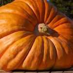 Las calabazas gigantes: el cultivo de la desmesura